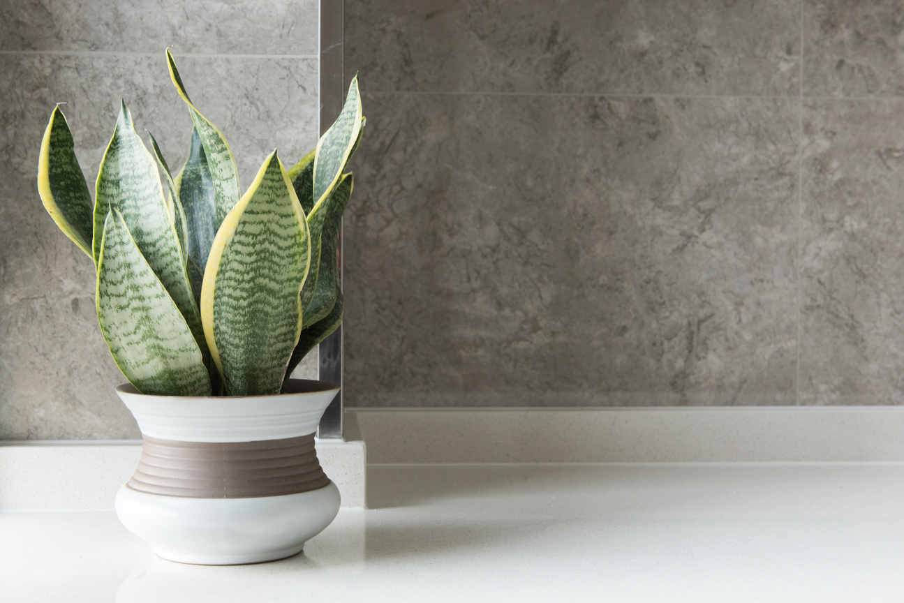Embrace the biophilic trend and transform your living space into an urban jungle with our curated selection of houseplants. Discover the perfect greenery to complement your style and enhance your well-being.